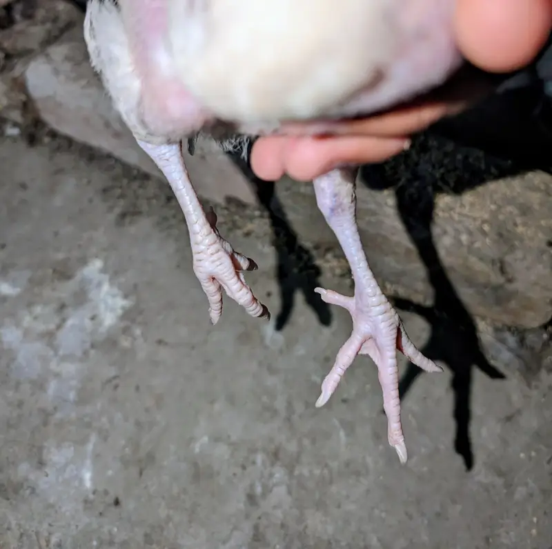 3 Paper white Heera chicks available for sell Whatsapp: 03159640025 — photo 3