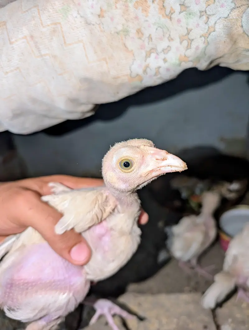 3 Paper white Heera chicks available for sell Whatsapp: 03159640025 — photo 4
