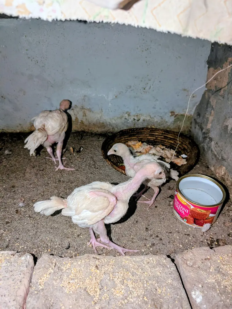 3 Paper white Heera chicks available for sell Whatsapp: 03159640025 — photo 5