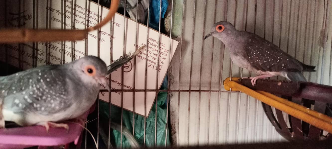 2 pair he 2