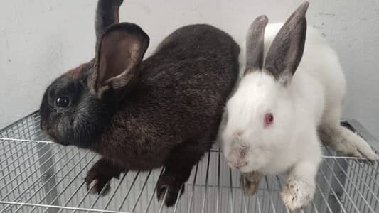 New Zealand White Rabbits | California Rabbit | Flemish Rabbit |Bunny