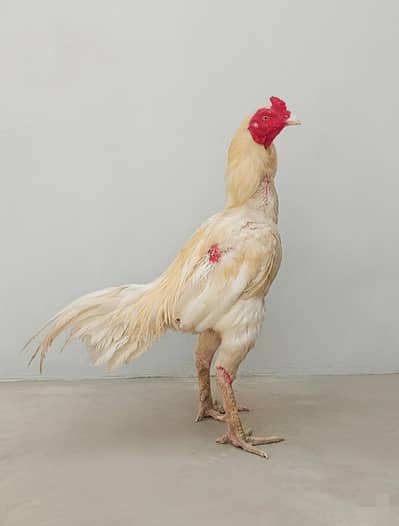 Pure Hera Aseel Murga - Top Quality - For Sale