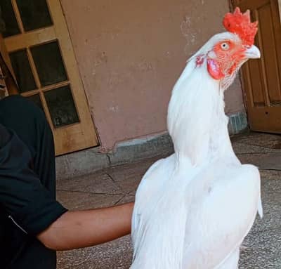 White Aseel Murga For Sale