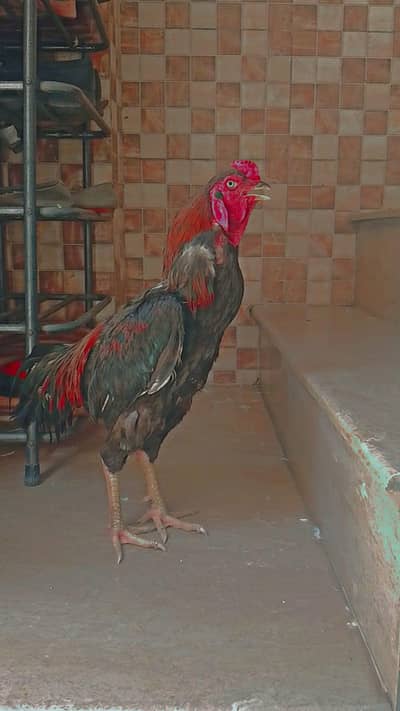 Aseel lakha for sale