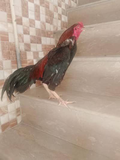 Aseel pair with chicks