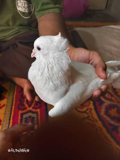 sherazi pigeon
