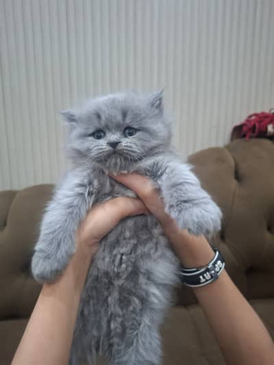 Persian Doll face cat, ash grey