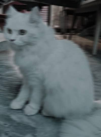 Persian cat triple cort white