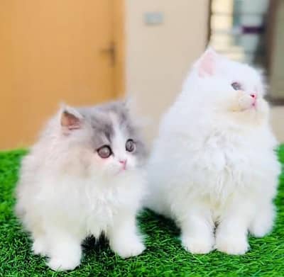 Persian cat  triple coat Punch face face WhatsApp number 03247714190