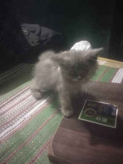 I m celling my beautiful person cat female