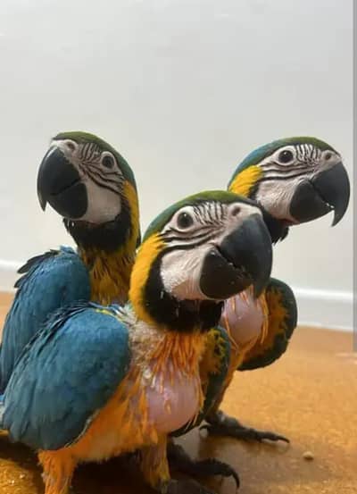 blue and gold macaw chicks for sale