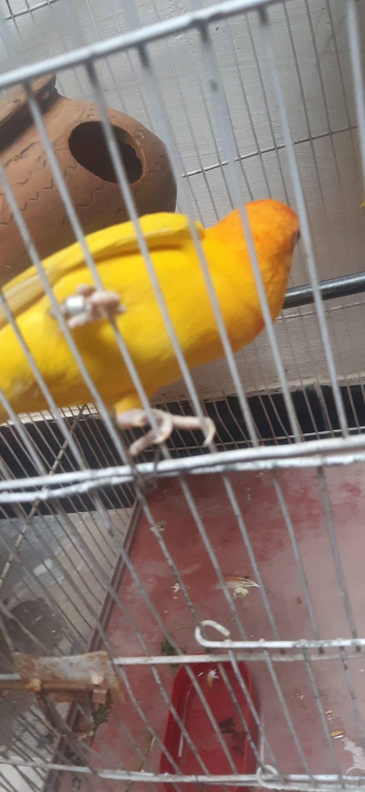 Parrots  1