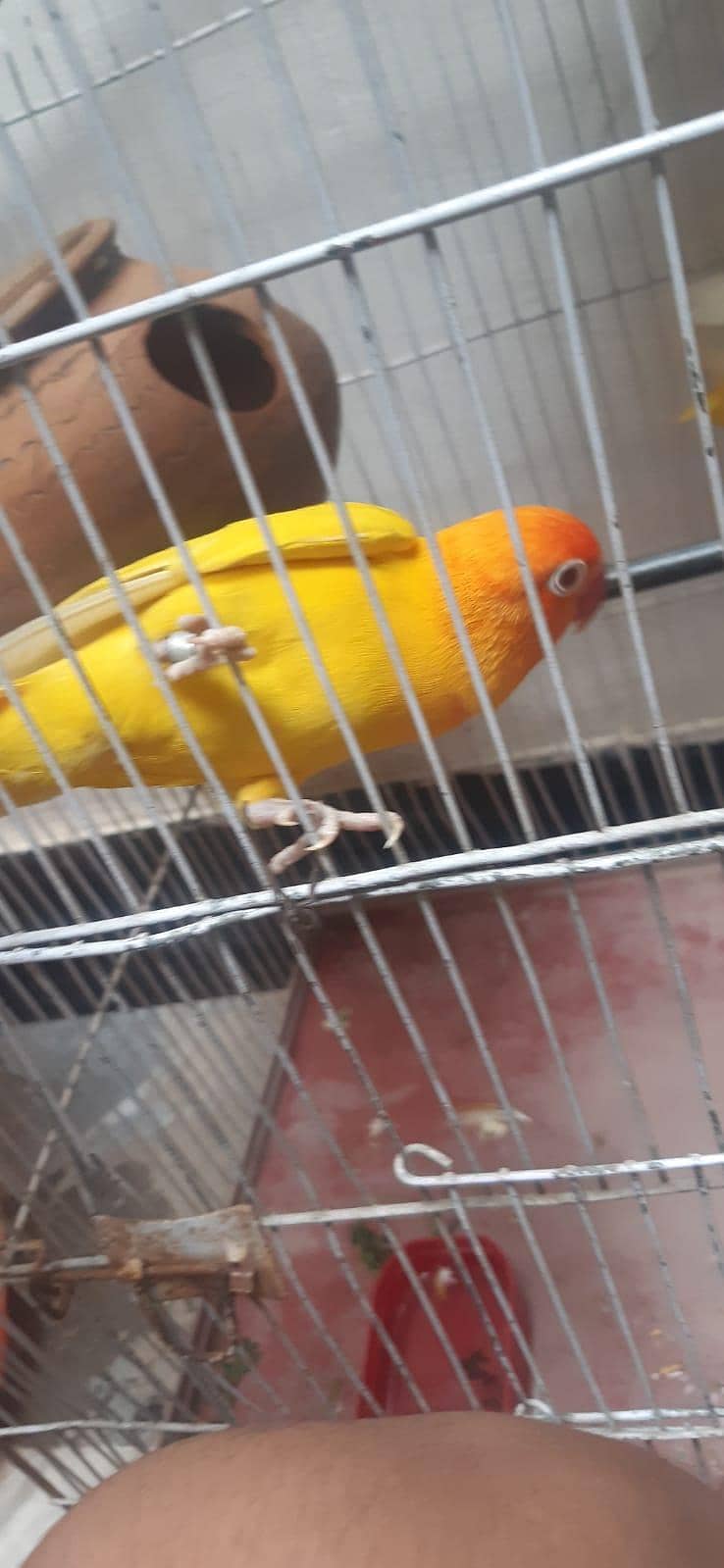 Parrots  2