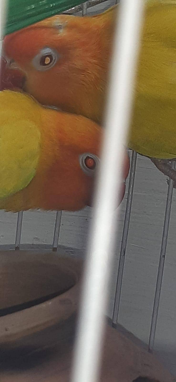 Parrots  3