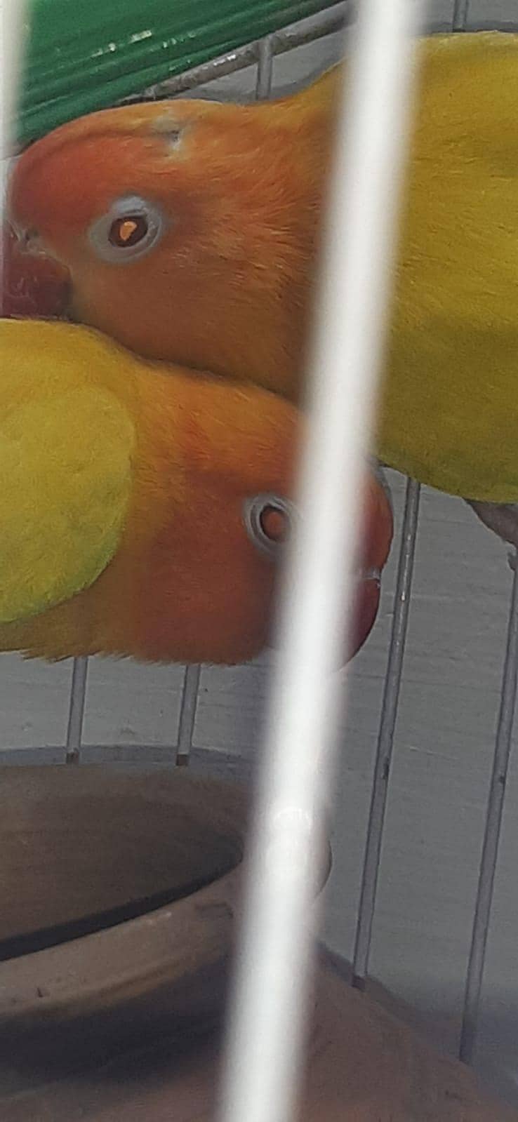 Parrots  4
