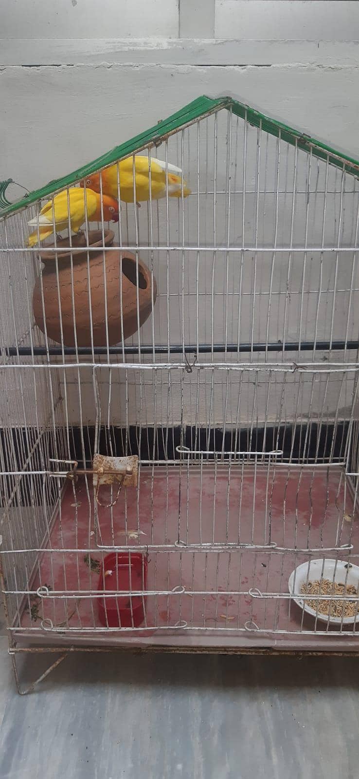 Parrots  5