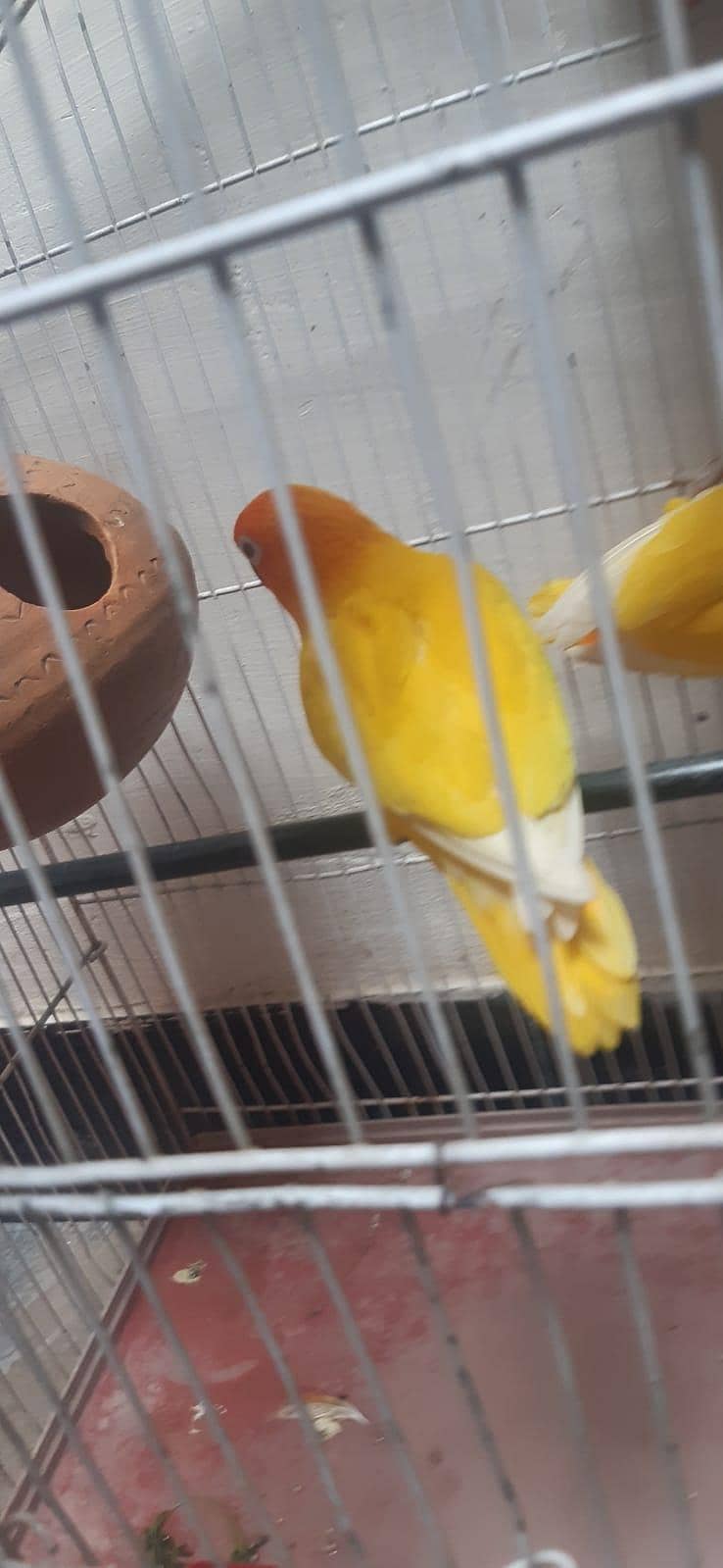 Parrots  6