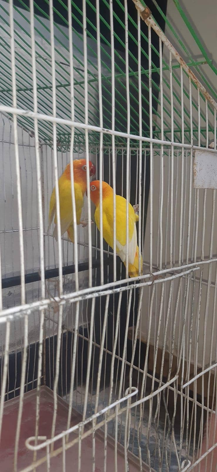 Parrots  7