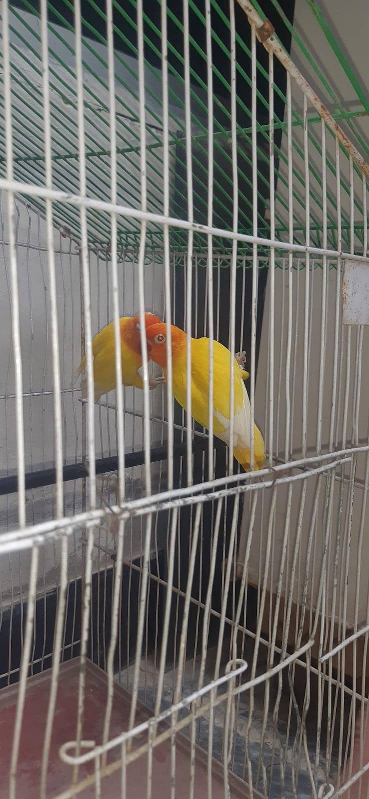 Parrots  8