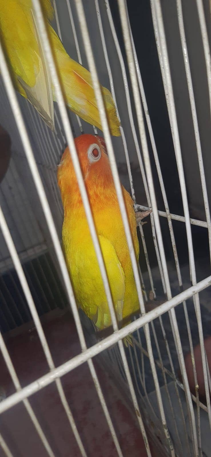 Parrots  9