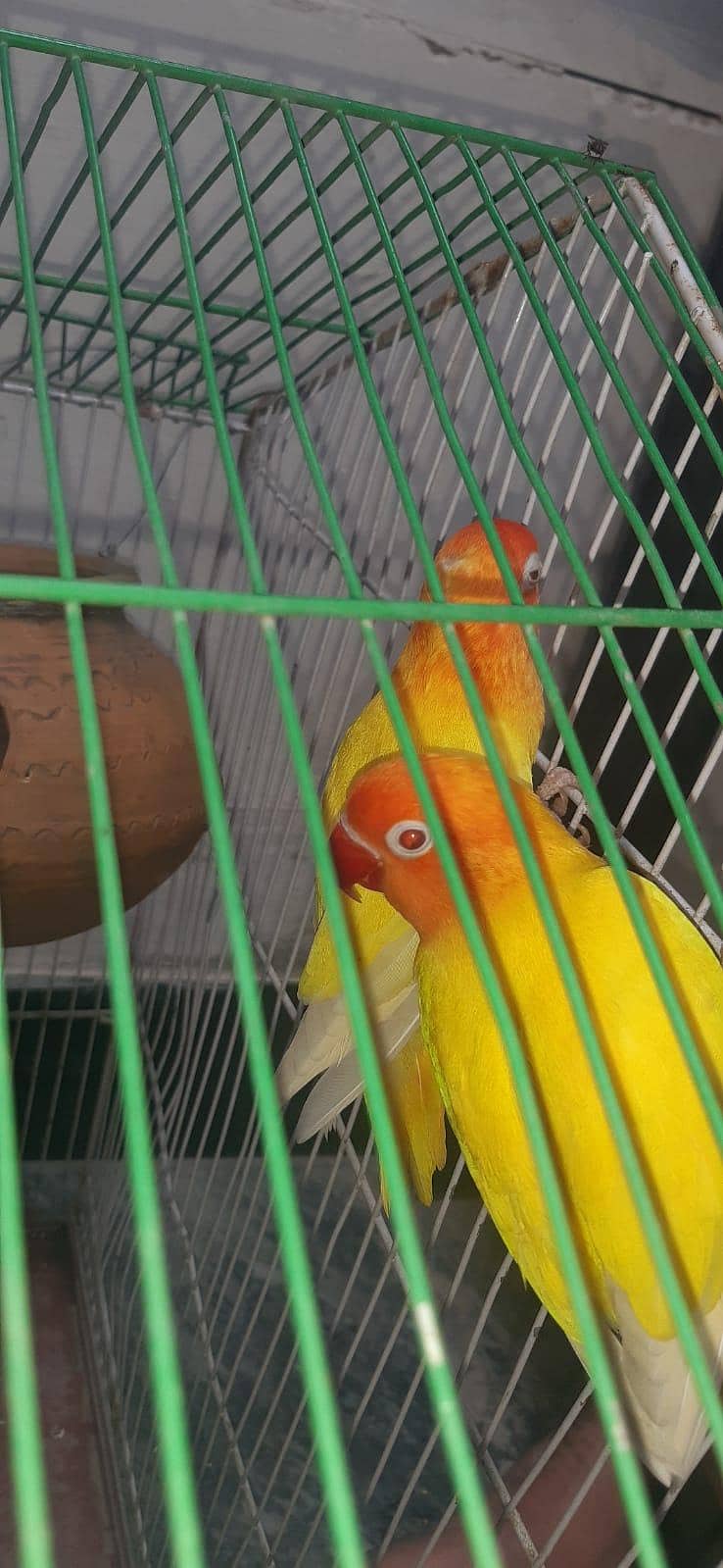 Parrots  10