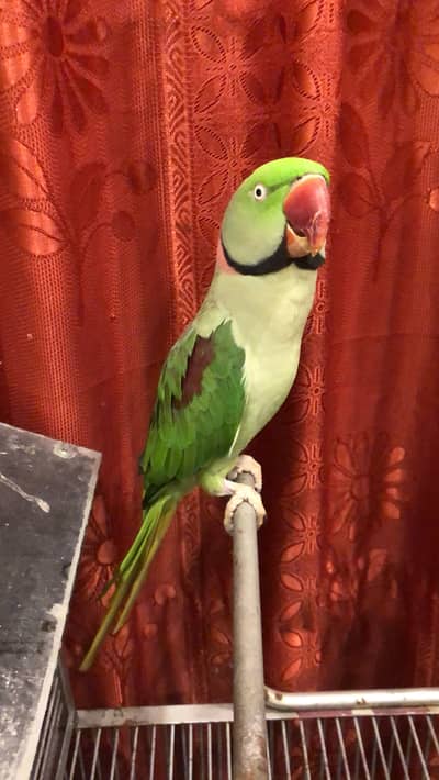 Raw male hand tame+ talking 3225844099