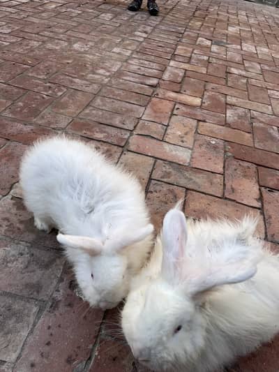 Angora Rabbits