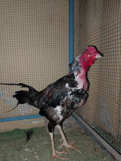 Burmi Pokhye patha For sale