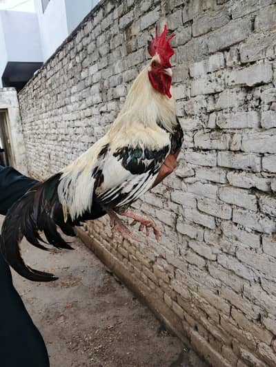 PURE DESI BREEDER PAIR FOR SALE