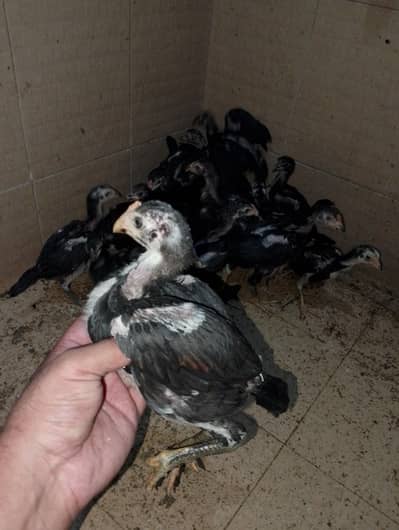 Burmi Pokhye chicks for sale