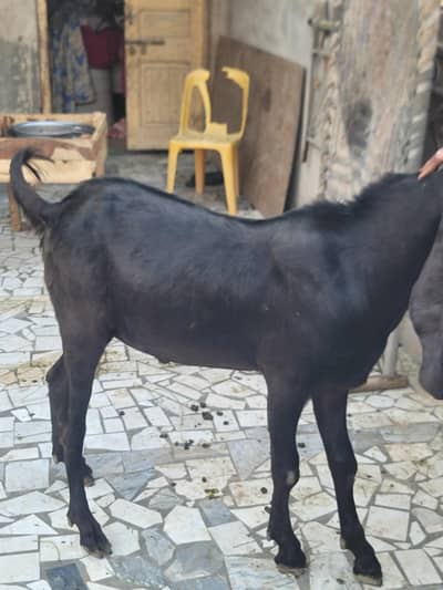 bital hea boht achi nasal hea