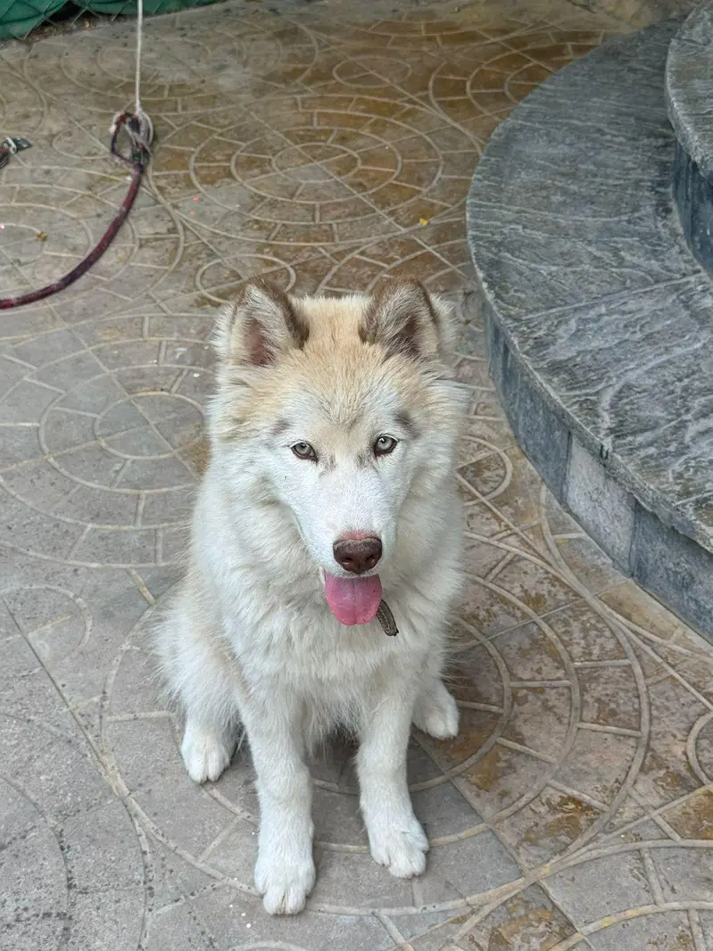 COPPER WOOLY QUALITY HUSKY [ All vaccinated DEWORMED] — photo 2