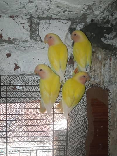Common Lutino Pairs (6000 For all)