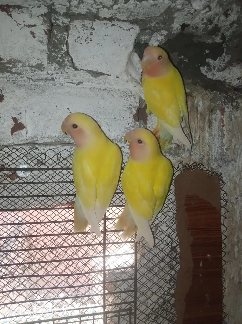 Common Lutino Pairs (6000 For all) — photo 3
