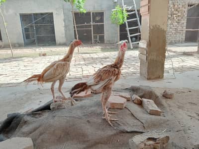 hen. pathy and pathiyan . bachy alll