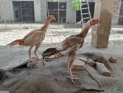 hen. pathy and pathiyan . bachy alll