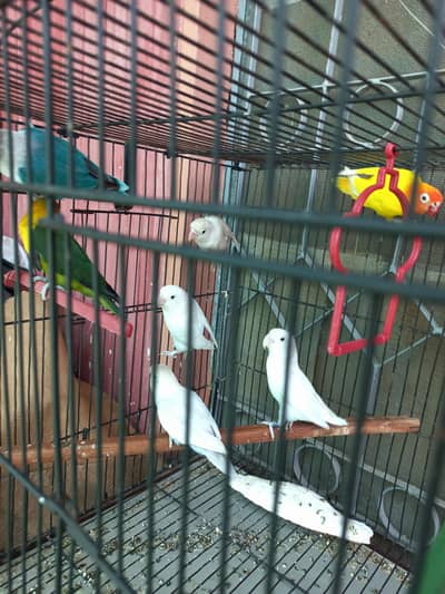 Love Birds Pairs Breader Beautiful Active ( 0333.3033927