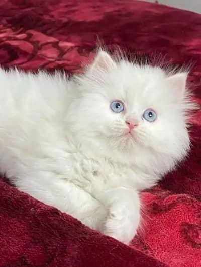 Persian cat  triple coat Punch face face WhatsApp number 0324=7714=190