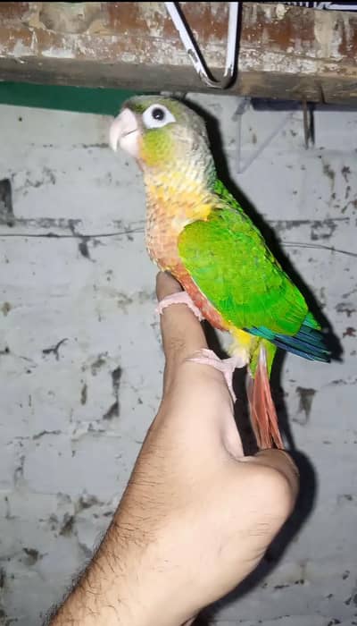 Green Cheeck High Red Factor Tame pc