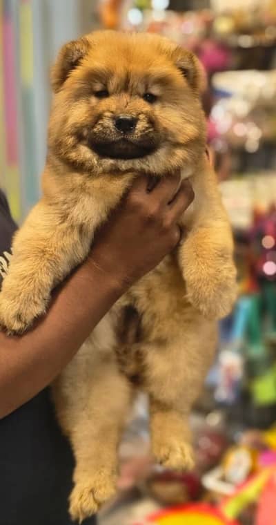 Chow chow puppies available