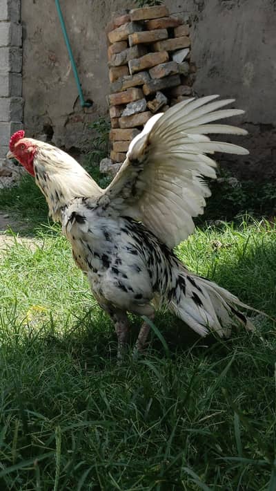 Quality Cheena Aseel For Sale