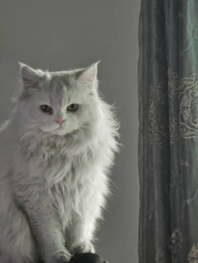 Male Cat for Sale