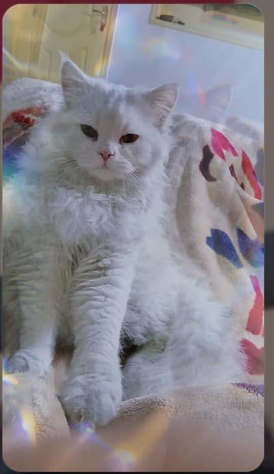 Male Cat for Sale