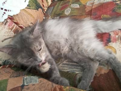 Persian cat