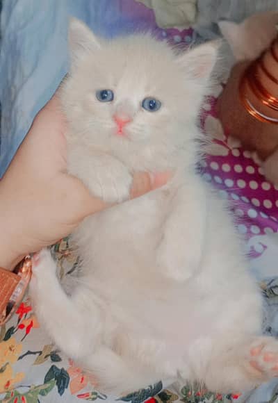 Persian single and double coated