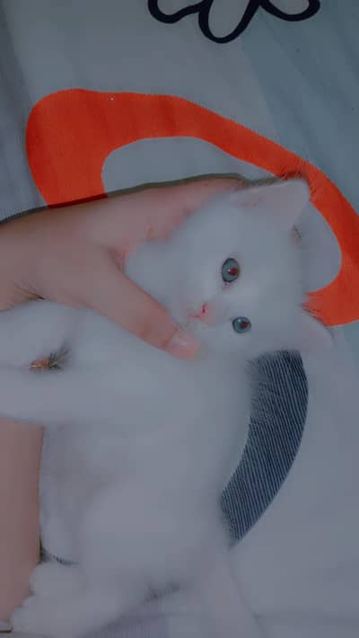 Persian single and double coated