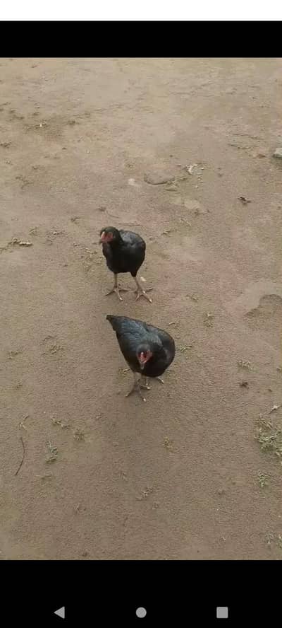 aseel lasani hen for sale
