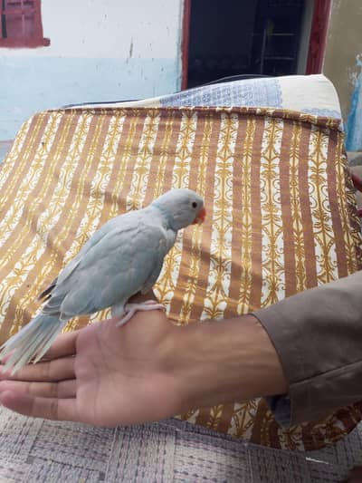 BLUE  AND GREY RINGNECK PARROT YELLOW GREEN
