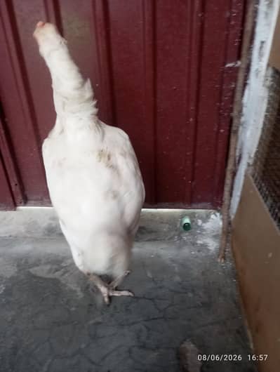 white Heera  female