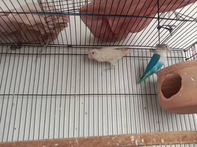 love birds for sale ha